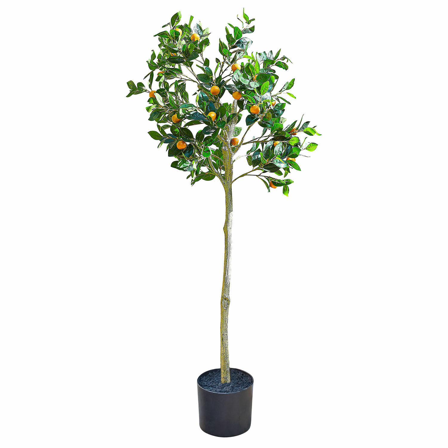 Decoratieve plant Delbart