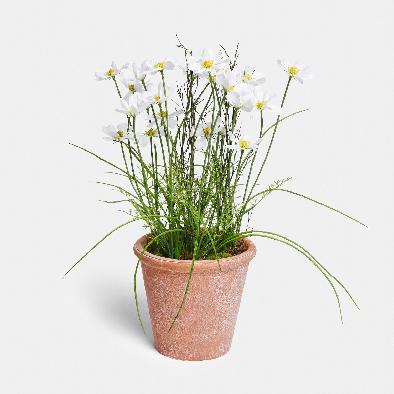Witte bloemen in terracotta pot met groene bladeren, decoratie voor binnen en tuin