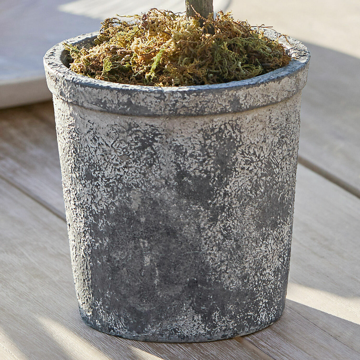 Sierpotplant Mariuccia