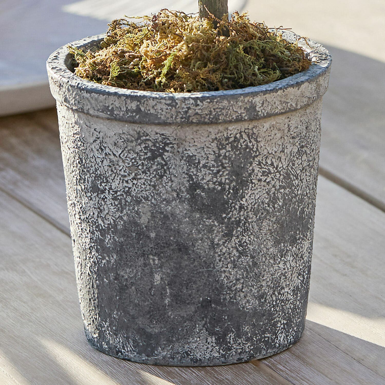 Sierpotplant Mariuccia