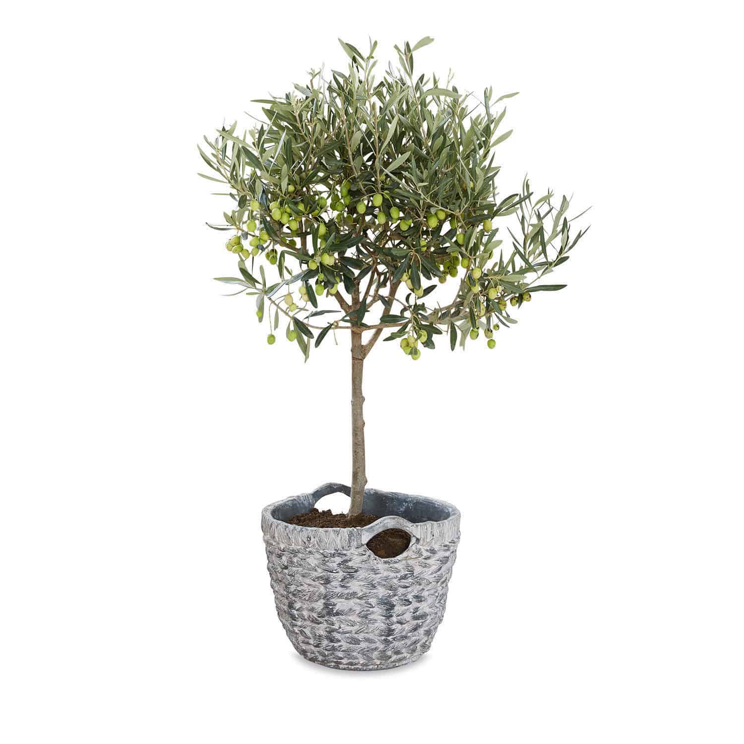 Plantenbak Alessa