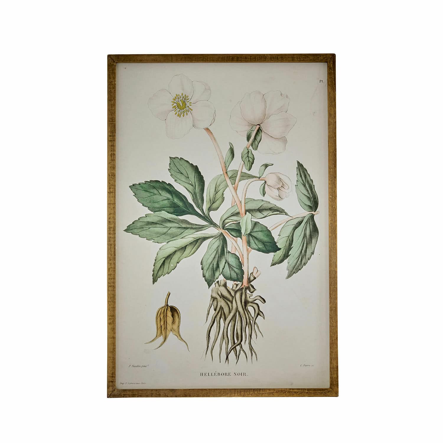 Afbeelding Hellebore