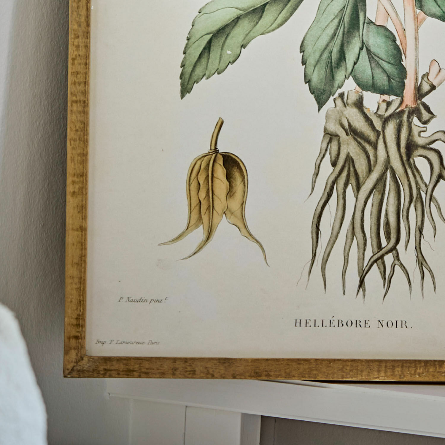 Afbeelding Hellebore