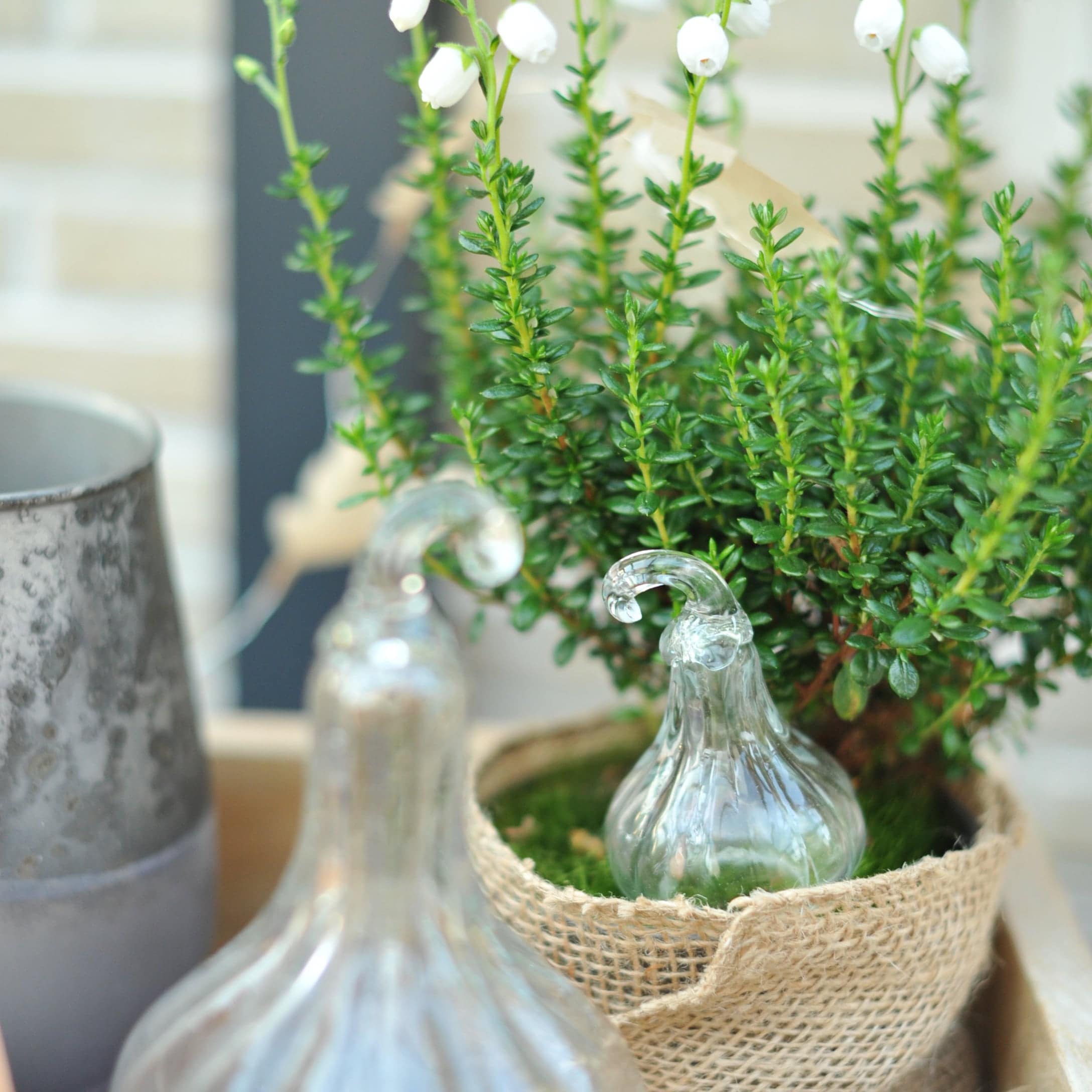 Groene plant in jute pot met transparante glazen decoraties voor herfstensemble