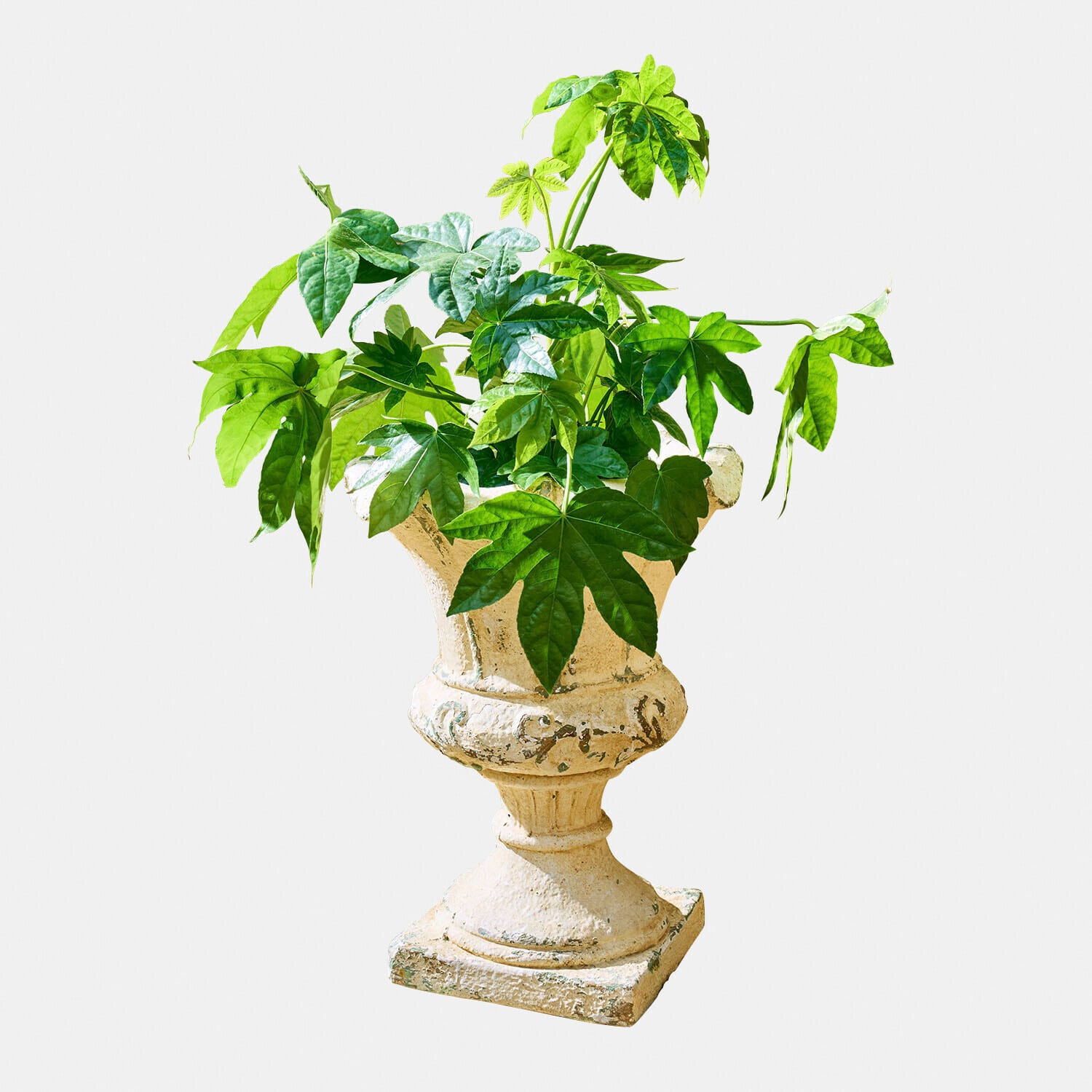 Sierpot Sevonie