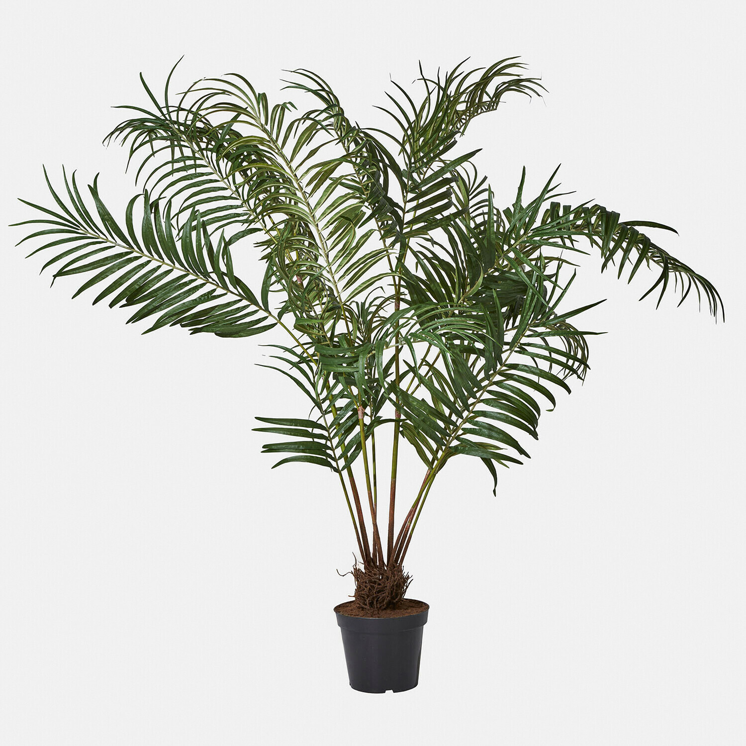 Decoratieve palmplant Mersina