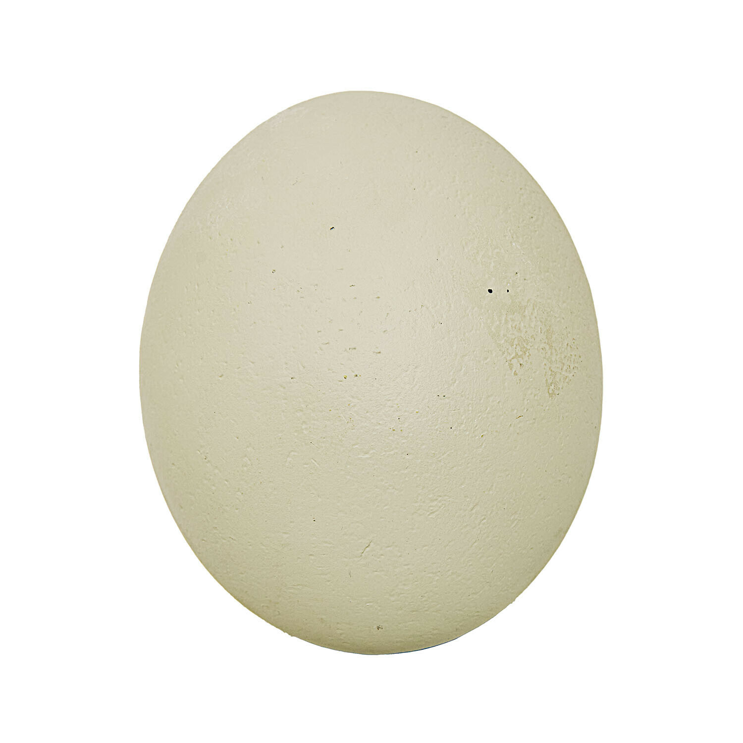 Struisvogelei in natuurlijke crèmekleur met een gestructureerd oppervlak, decoratief en verzamelobject