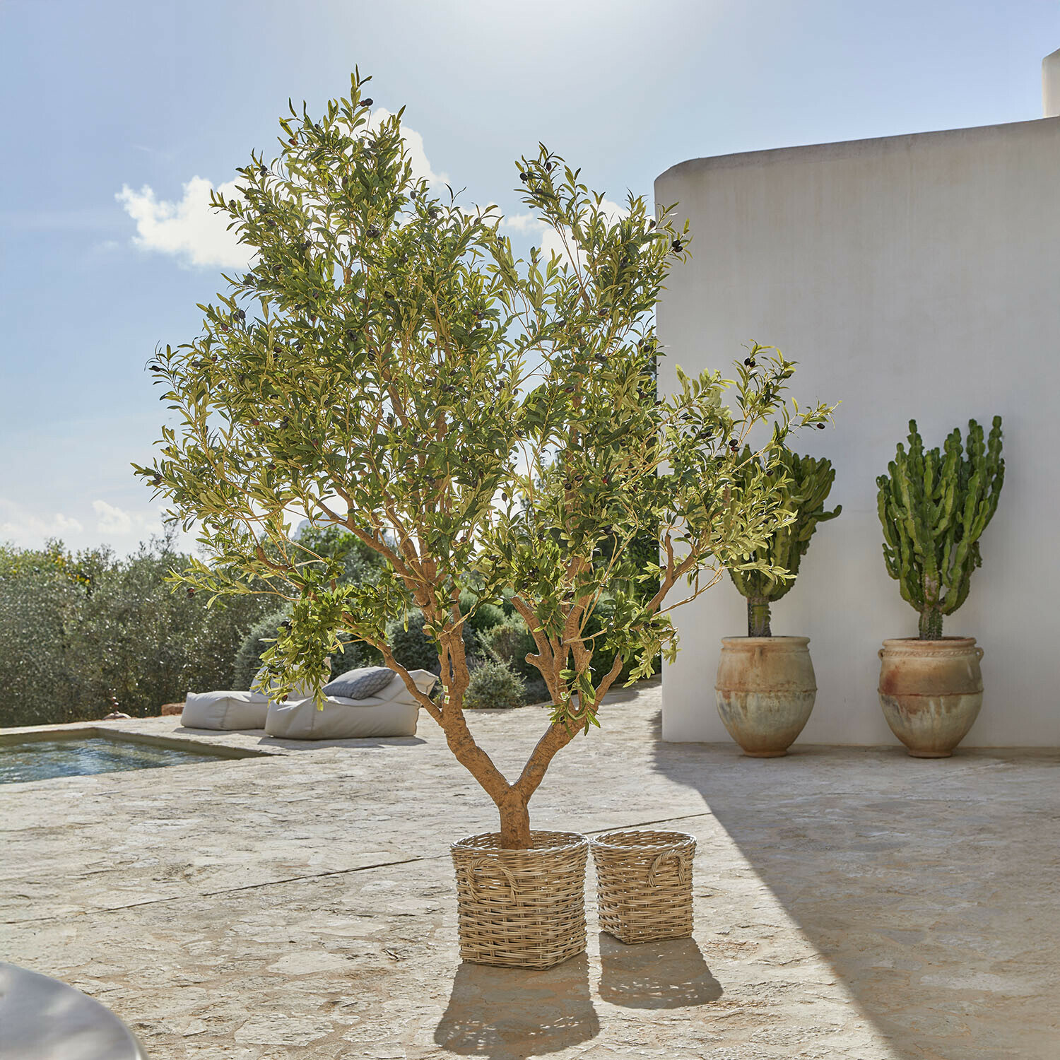 Decoratieve olijfboom Nolaria