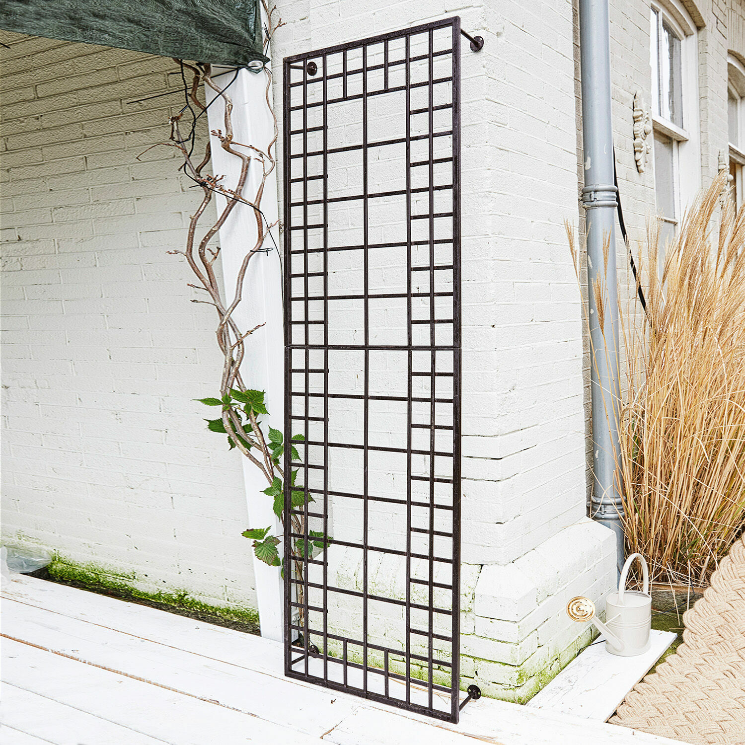 Klimplantenrek Sulfolk