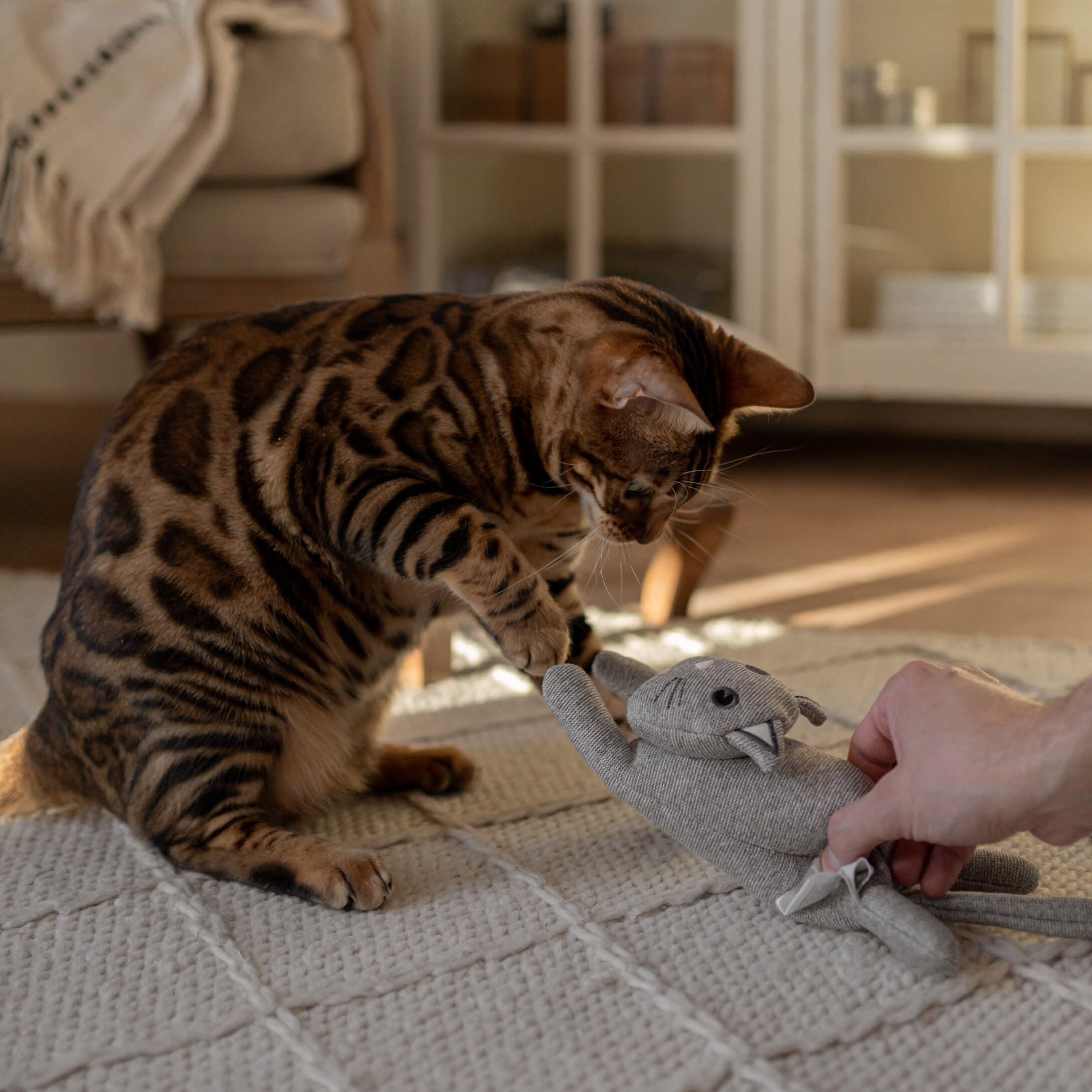 Bruine Bengaalse kat speelt met een grijs knuffeldier op een lichte vloerkleed in een woonkamer