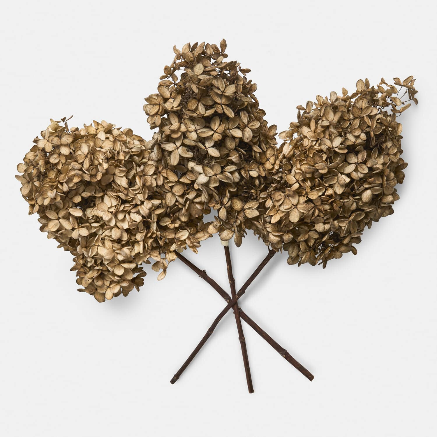 Droogbloem set van 3 Brissonne Gedroogde bruine hortensia bloemen met lange stelen voor natuurlijke interieurdecoratie