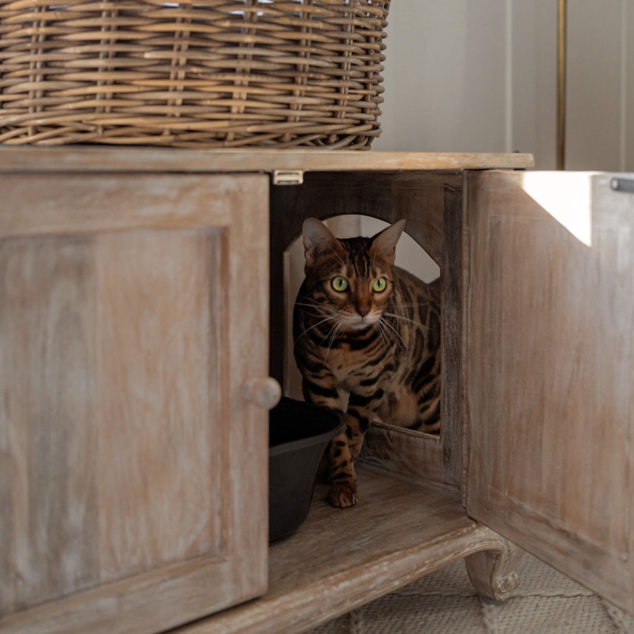 Bruine Bengaalse kat met groene ogen in een open houten kast
