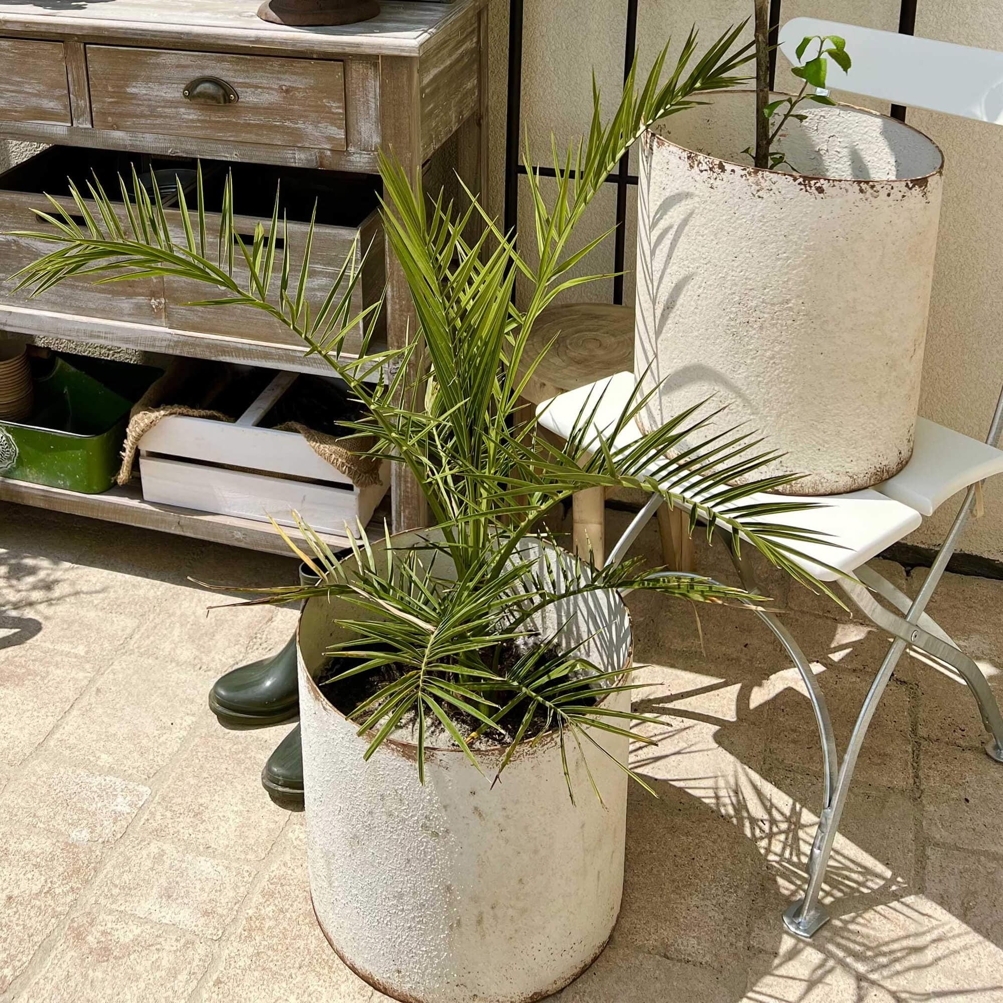 Witte metalen bloempot met groene plant op terras met tuinmeubilair