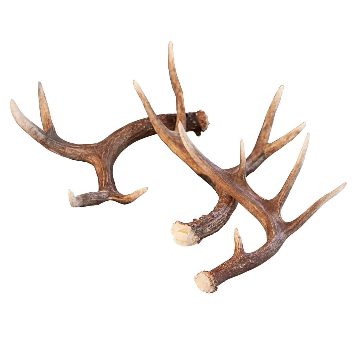 Decoratie geweien set van 3 Antier
