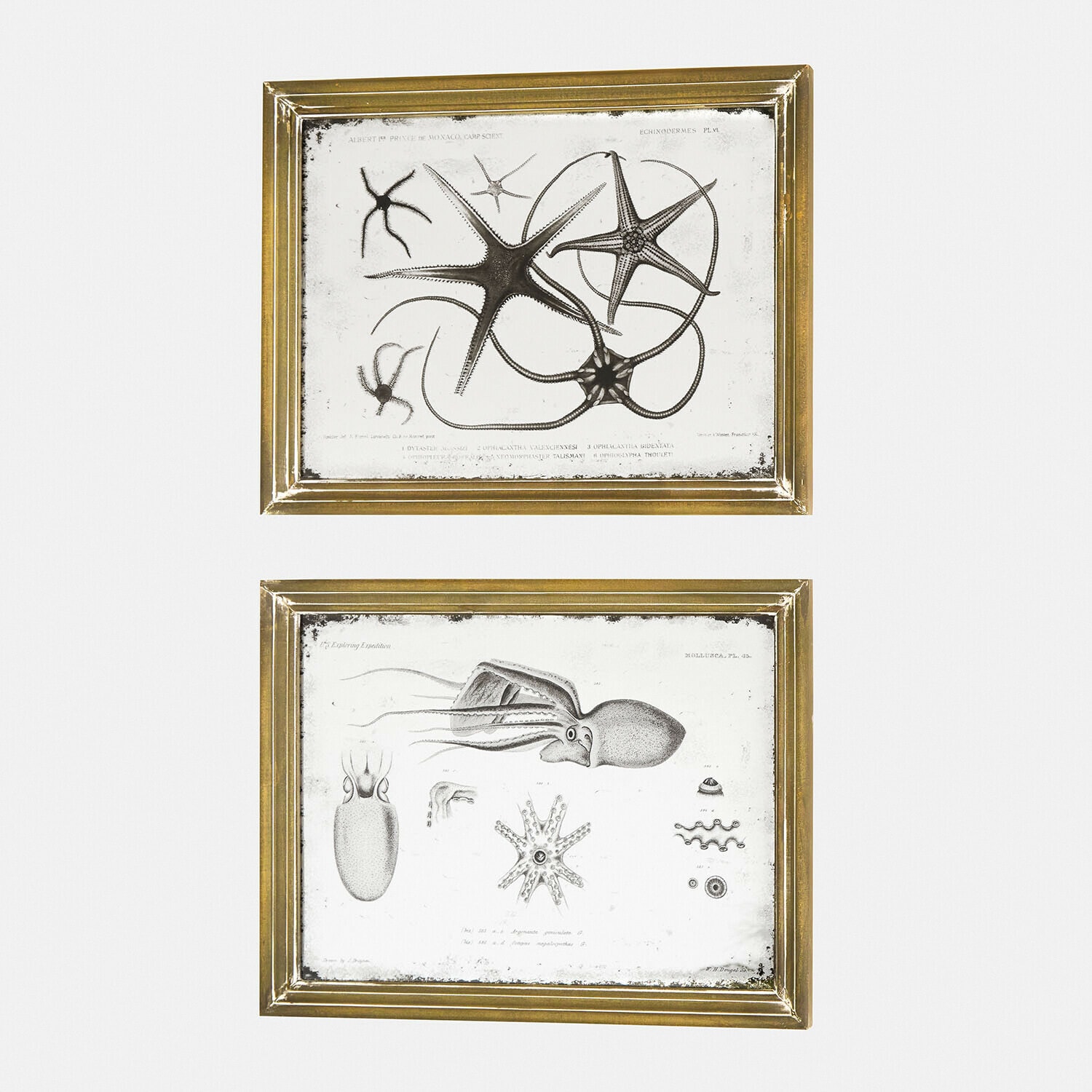 Gegraveerde spiegel set van 2 Marivelles Twee gouden lijsten met zwart-witte gravures van zeedieren, vintage wanddecoratie