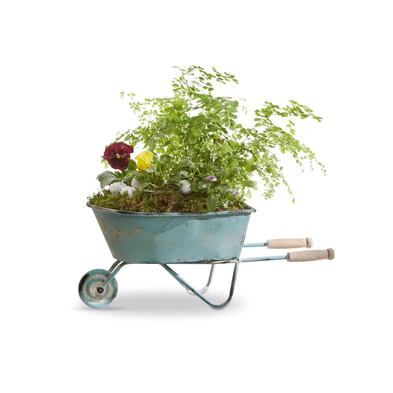 Blauwe metalen kruiwagen met houten handvatten, gevuld met groene planten en bloemen voor tuindecoratie