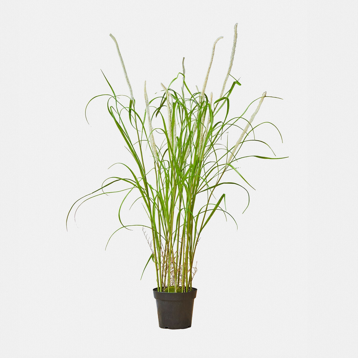 Decoratieve rietplant Clarisa