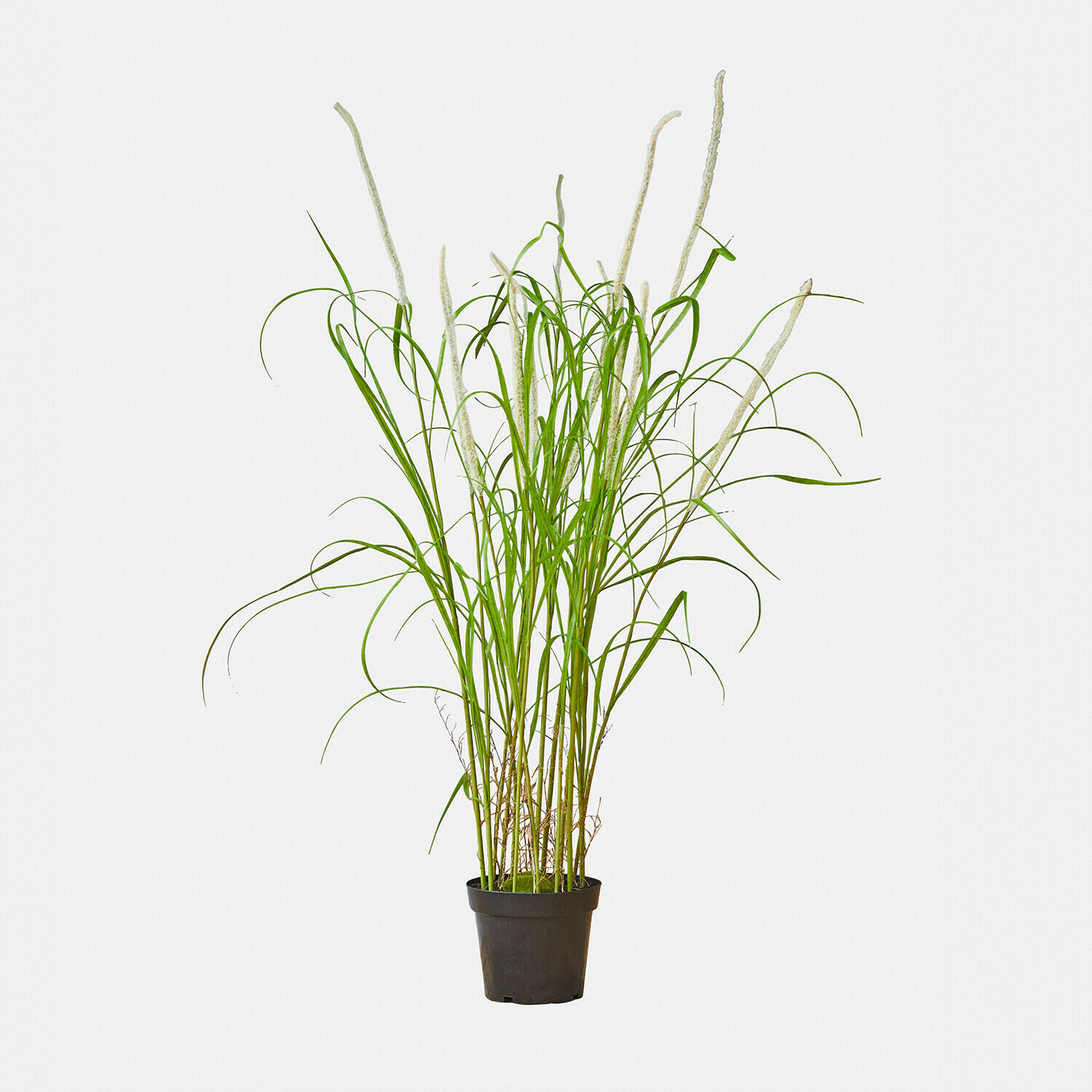 Decoratieve rietplant Clarisa