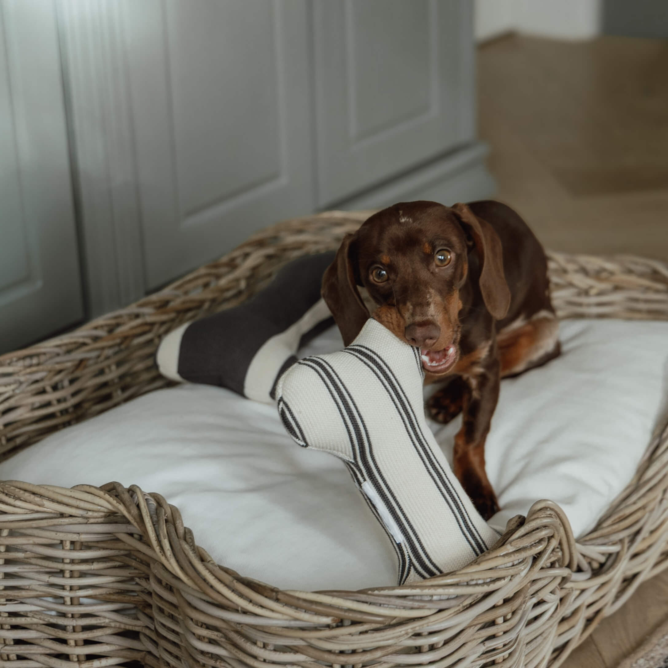 Bruine teckel speelt met gestreept stoffen bot in een rieten mand met wit kussen