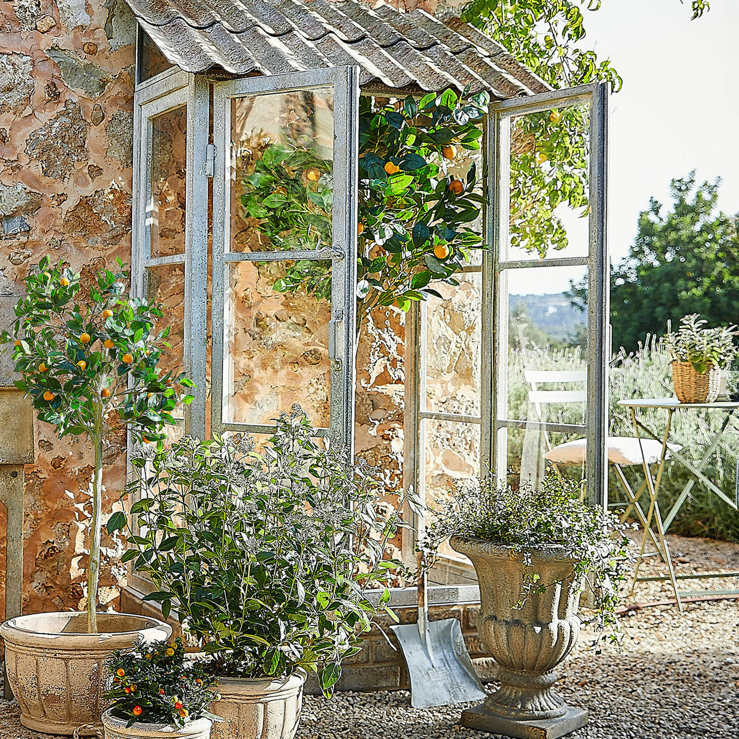 Decoratieve plant Delbart