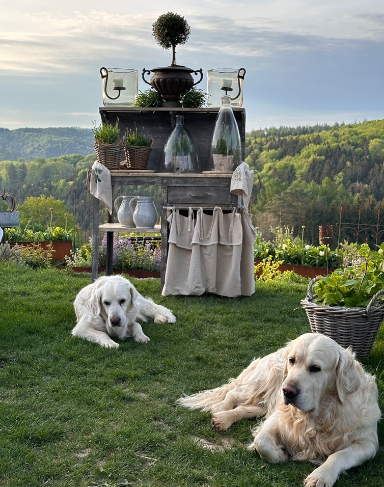Zomertuin met houten tafel versierd met planten en twee witte honden liggend op het gras