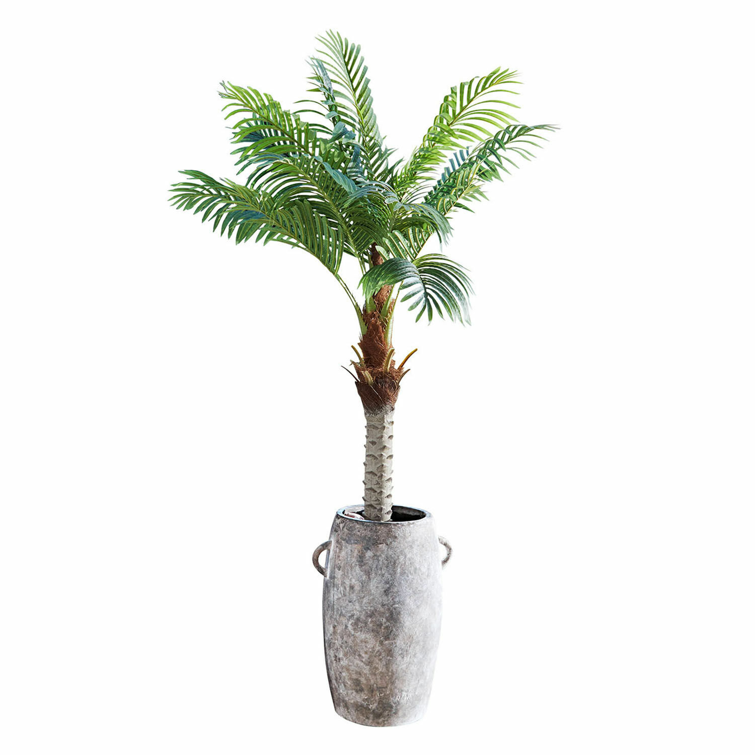 Decoratieve potplant Zephyriel