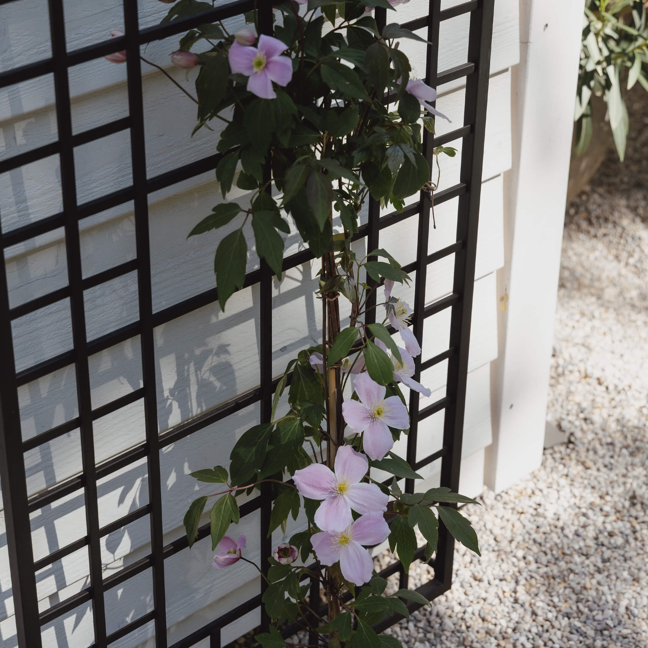 Zwart metalen tuinrek met klimplant met lichtroze bloemen tegen een witte muur