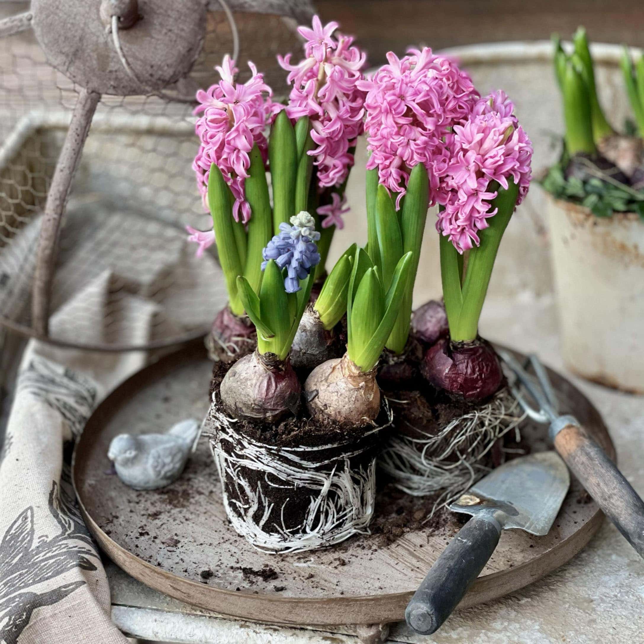 Hyacintbollen met roze en blauwe bloemen op metalen dienblad met tuingereedschap en vogeldecoratie