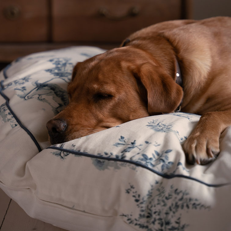 Bruine hond die slaapt op een crèmekleurig kussen met blauw bloemenpatroon, zachte stof