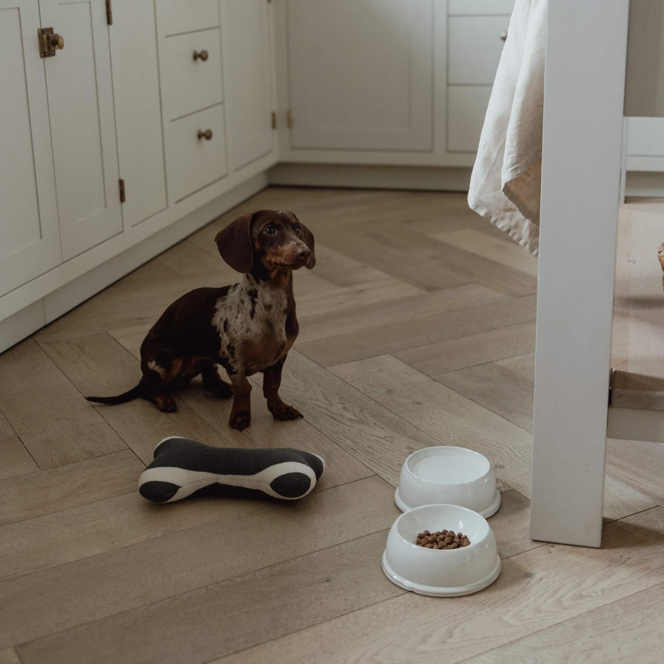 Kleine bruin-witte teckel zit op houten vloer naast voerbakken en hondenspeelgoed