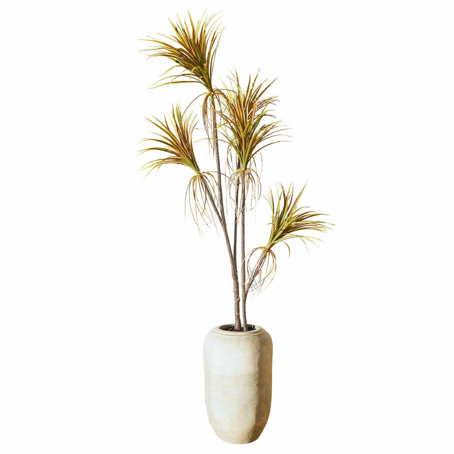 Decoratieve potplant Ancerac