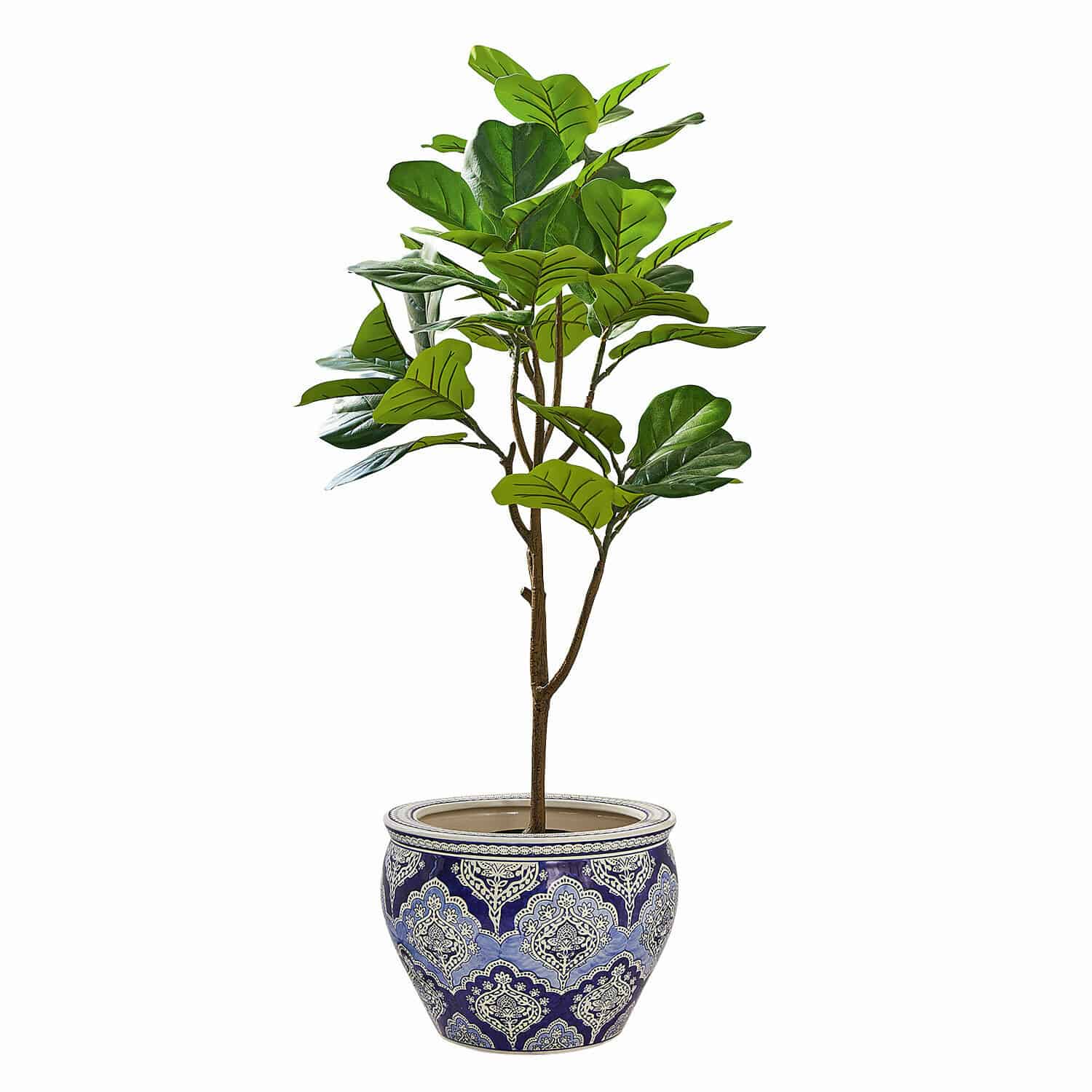 Sierpotplant Evolet