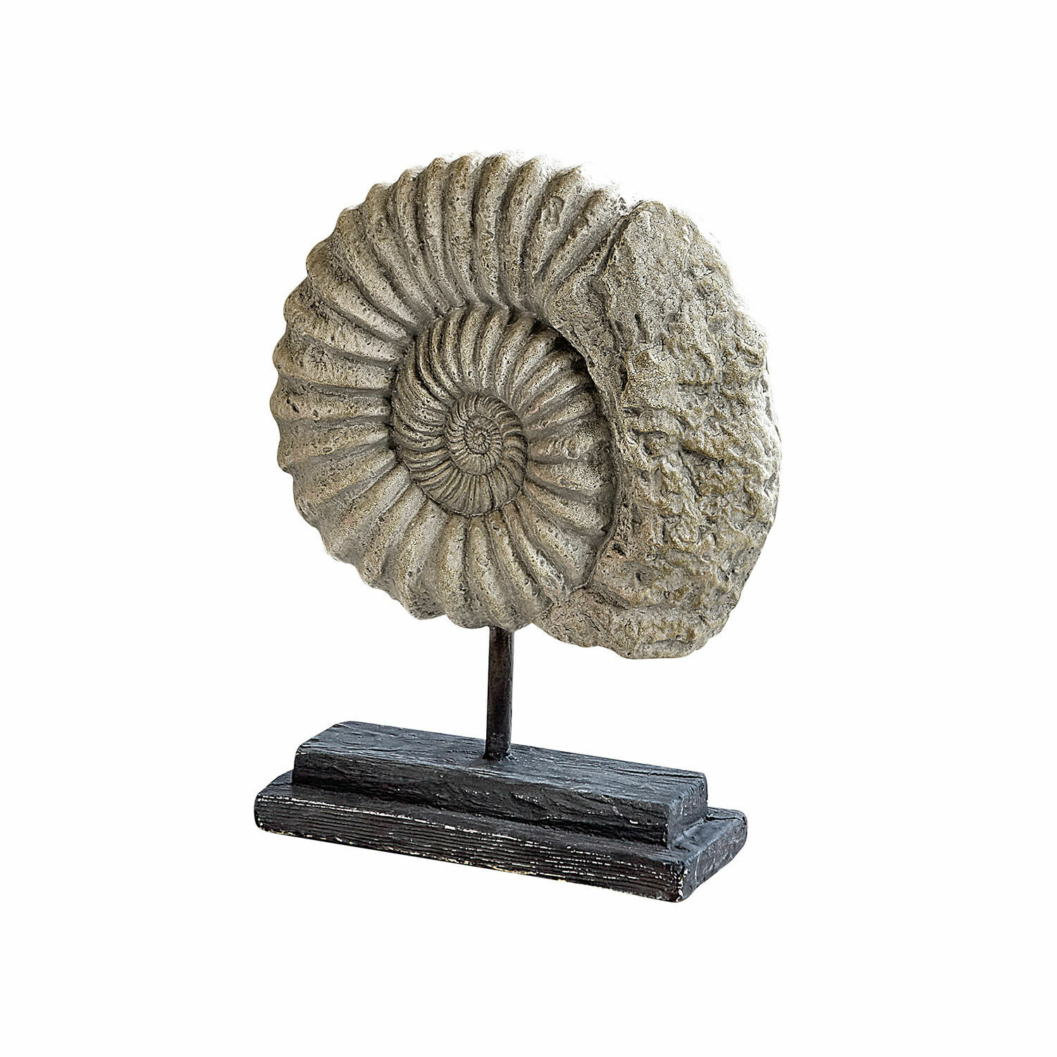 Decoratief grijs ammonietbeeld op zwarte houten en metalen standaard