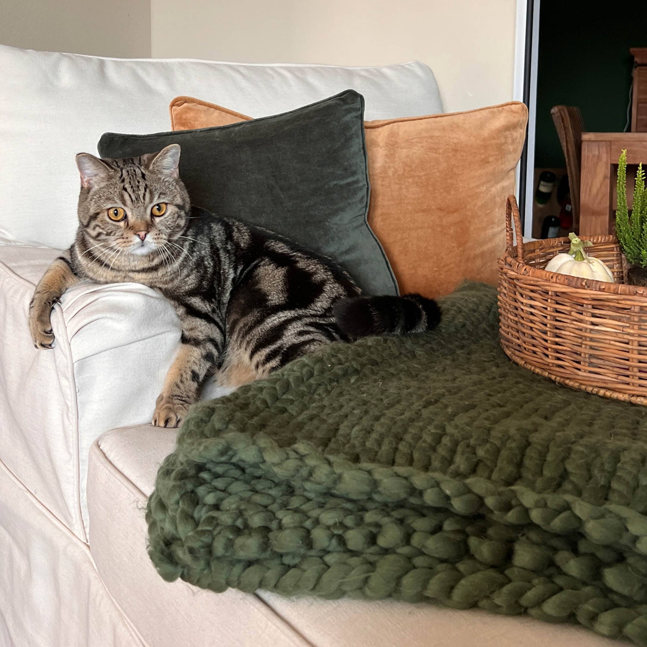 Grijze kat op witte bank met groene en oranje fluwelen kussens en dikke groene gebreide deken
