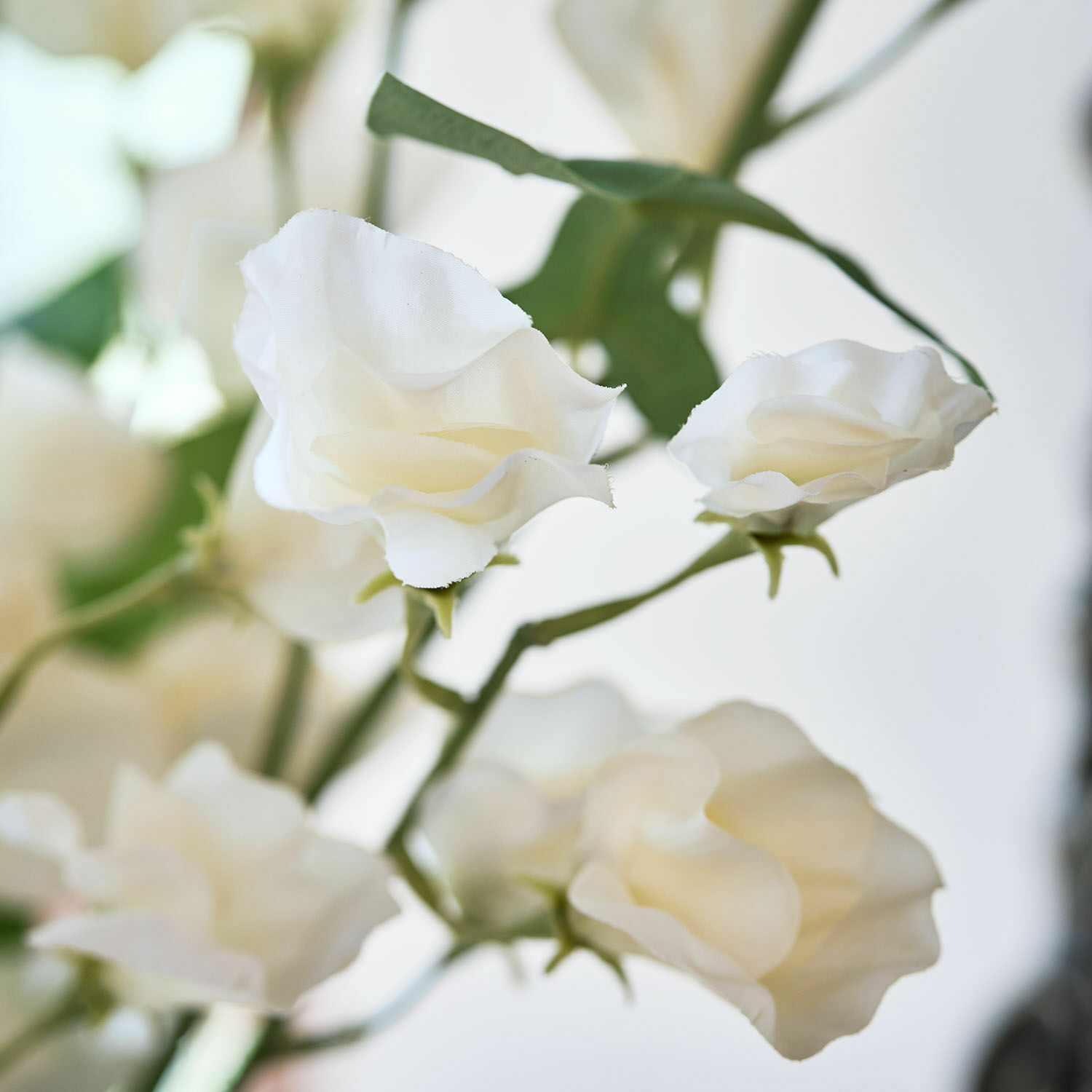 Bloem set van 6 Clavigny