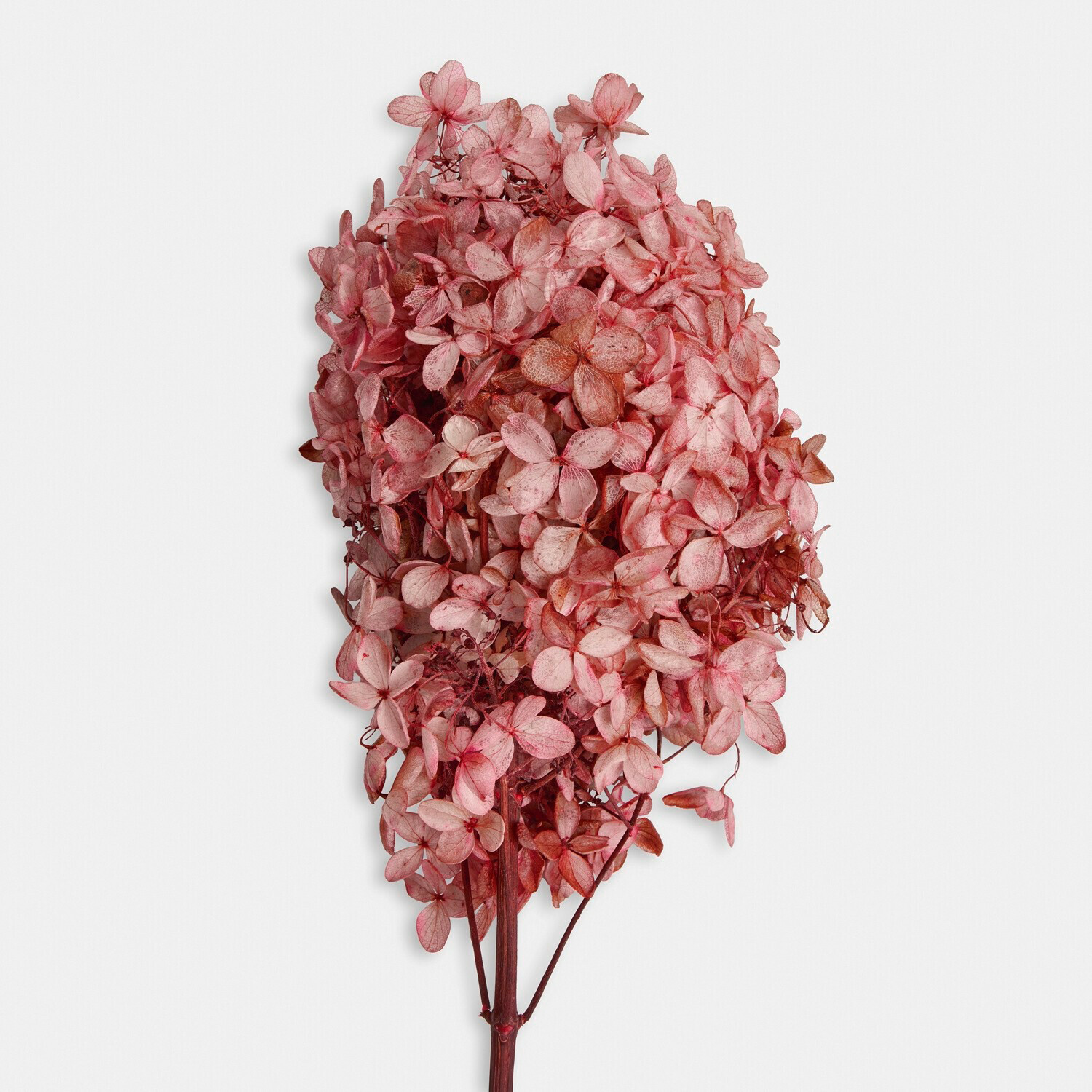 Droogbloem set van 3 Amélorie