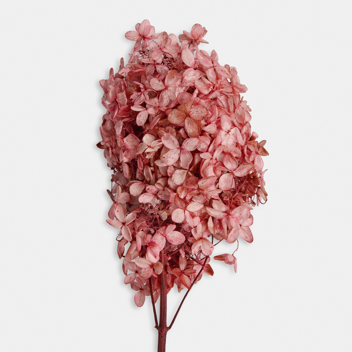Droogbloem set van 3 Amélorie