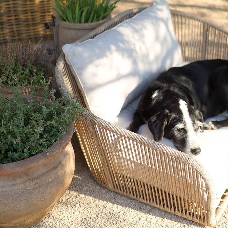Zwart-witte hond ligt op beige gevlochten rotan stoel met licht kussen in zonnige tuin met plantenpotten