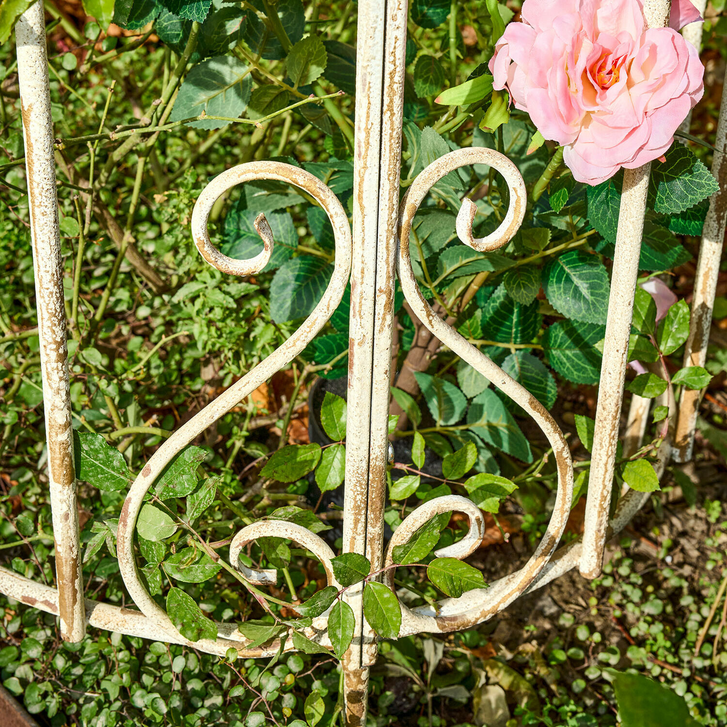 Klimplantenrek Iveralia