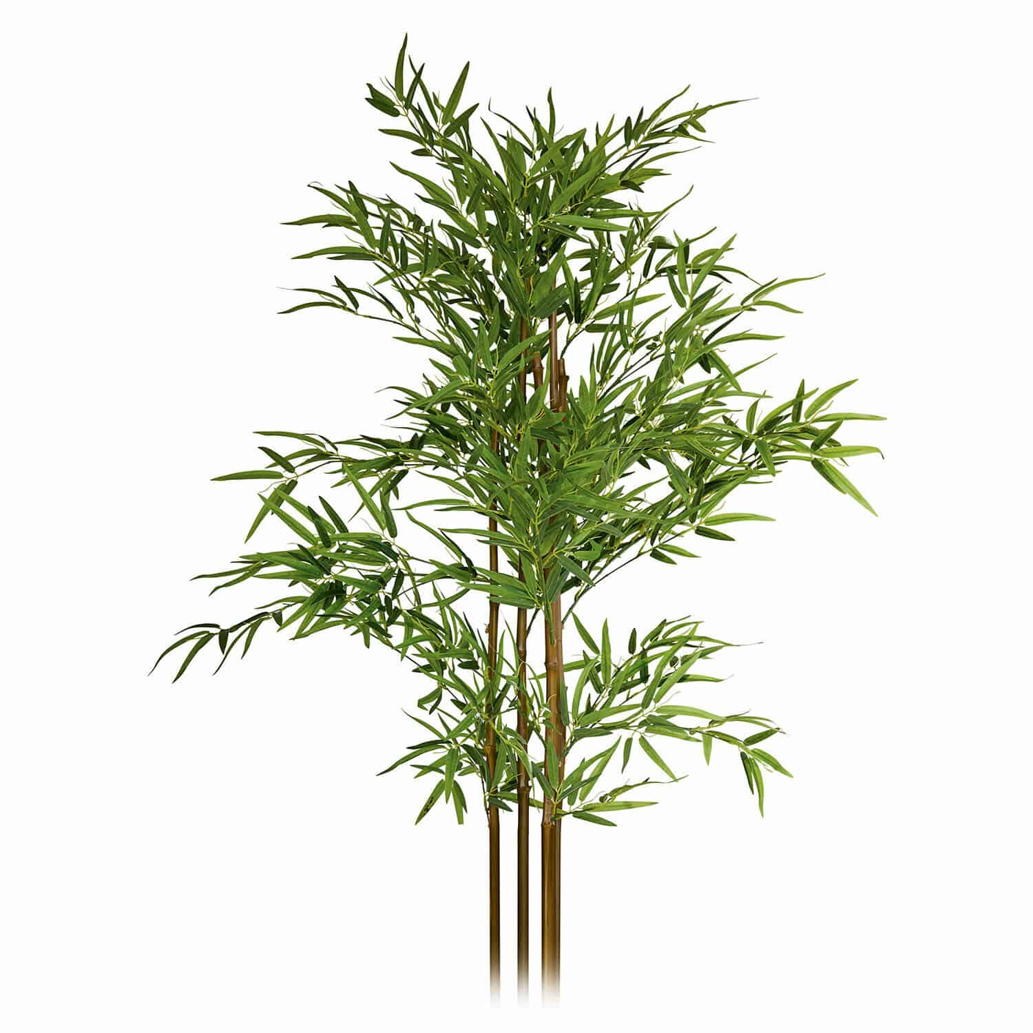 Decoratieve potplant Ligron