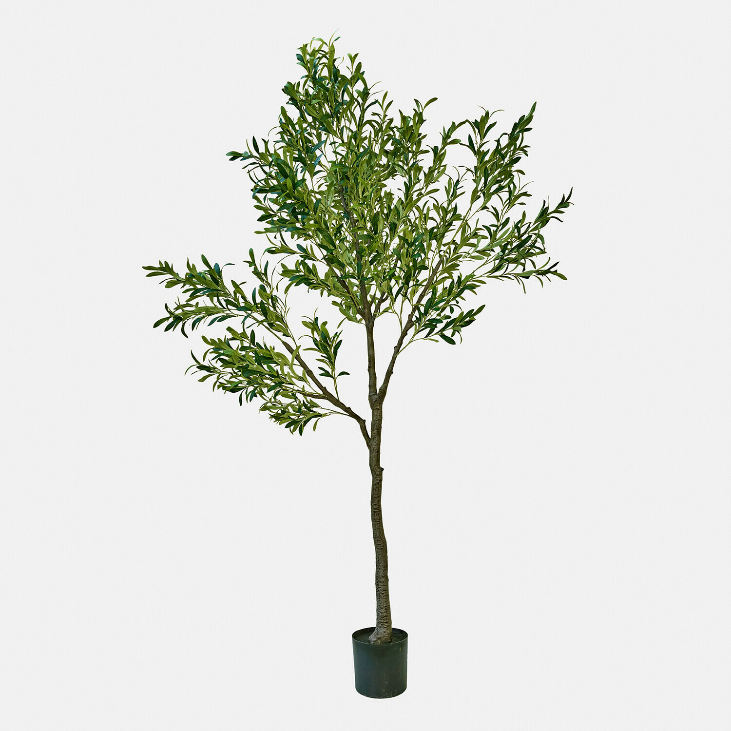 Decoratieve olijfboom Faelira