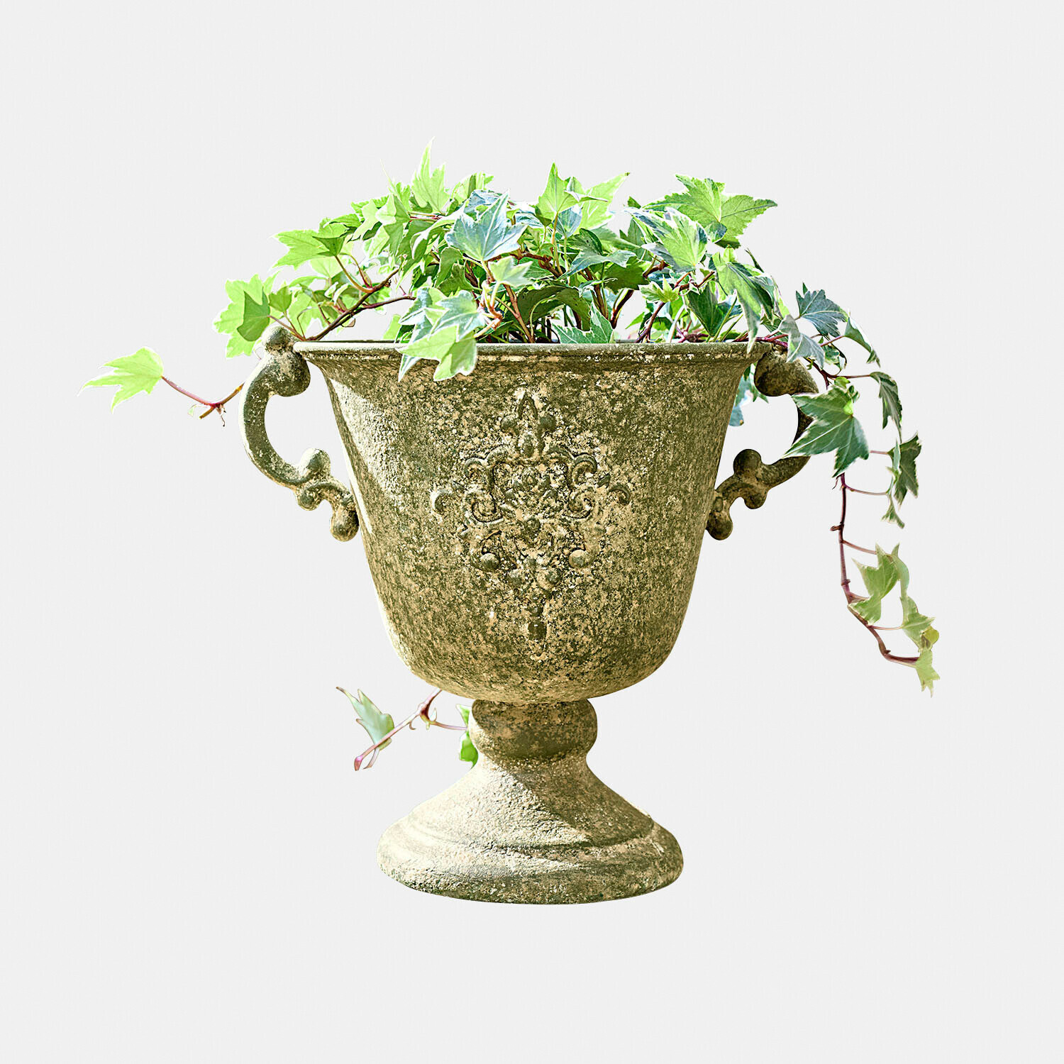 Amfora Ivyridge