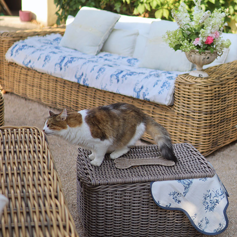 Bruin-witte kat op grijze rieten kist naast bank met kussens en bloemen op terras