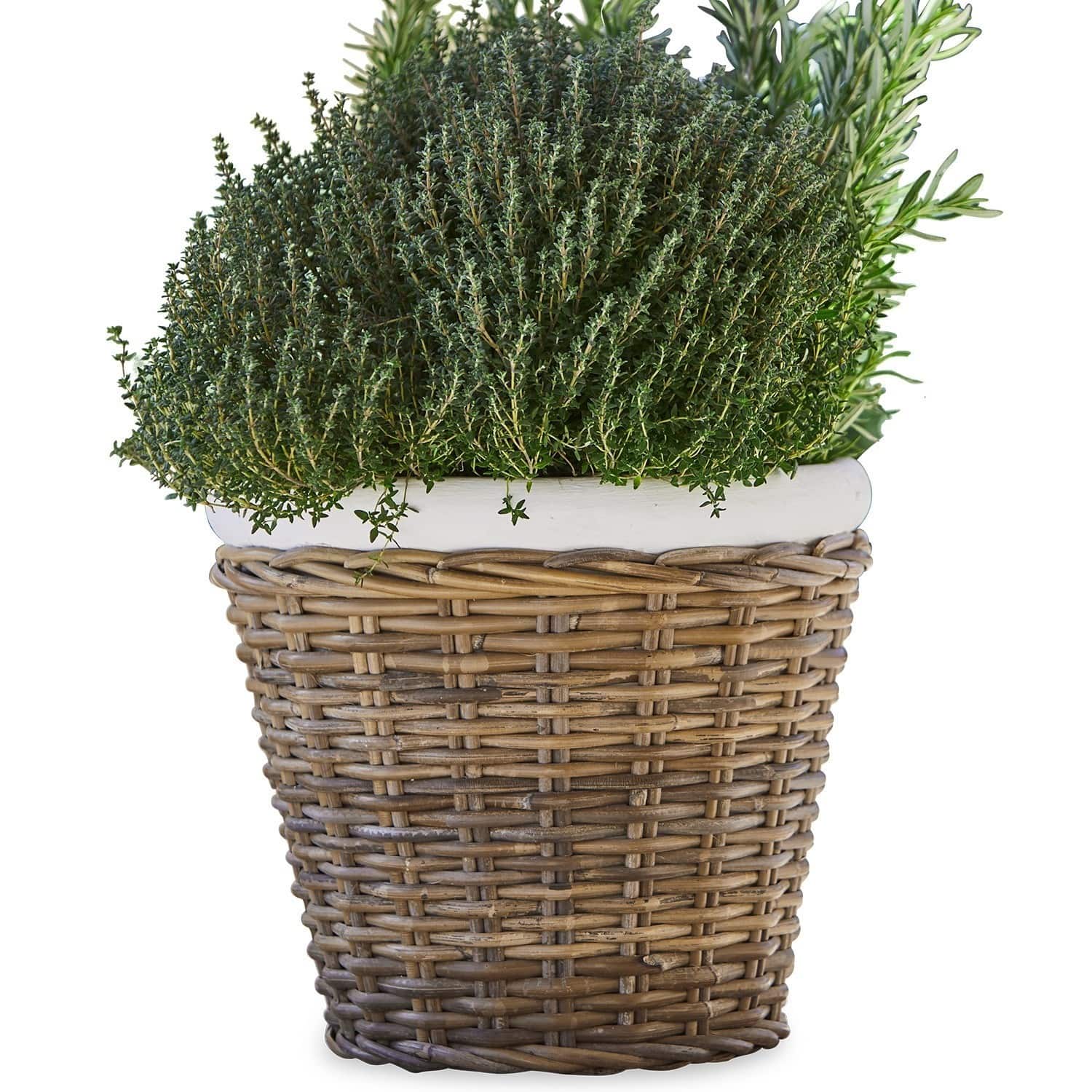 Sierpot Amelia