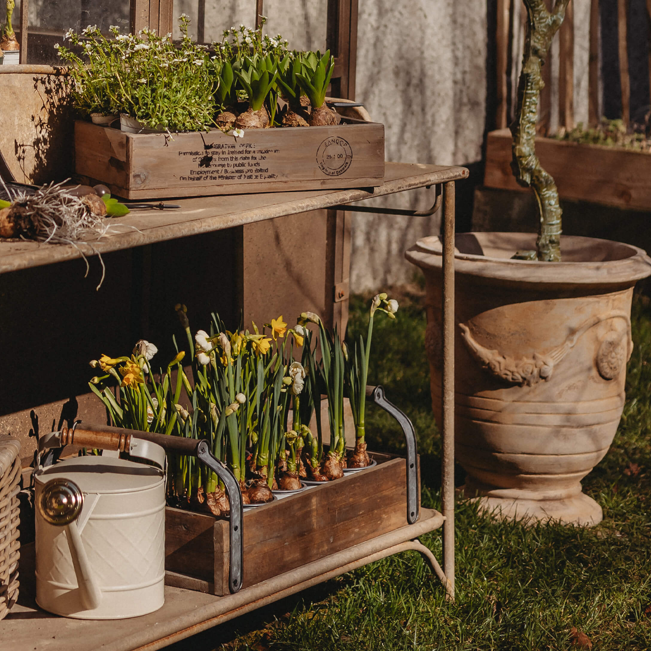 Houten kist met narcissenbollen en groene planten op metalen plank in tuin