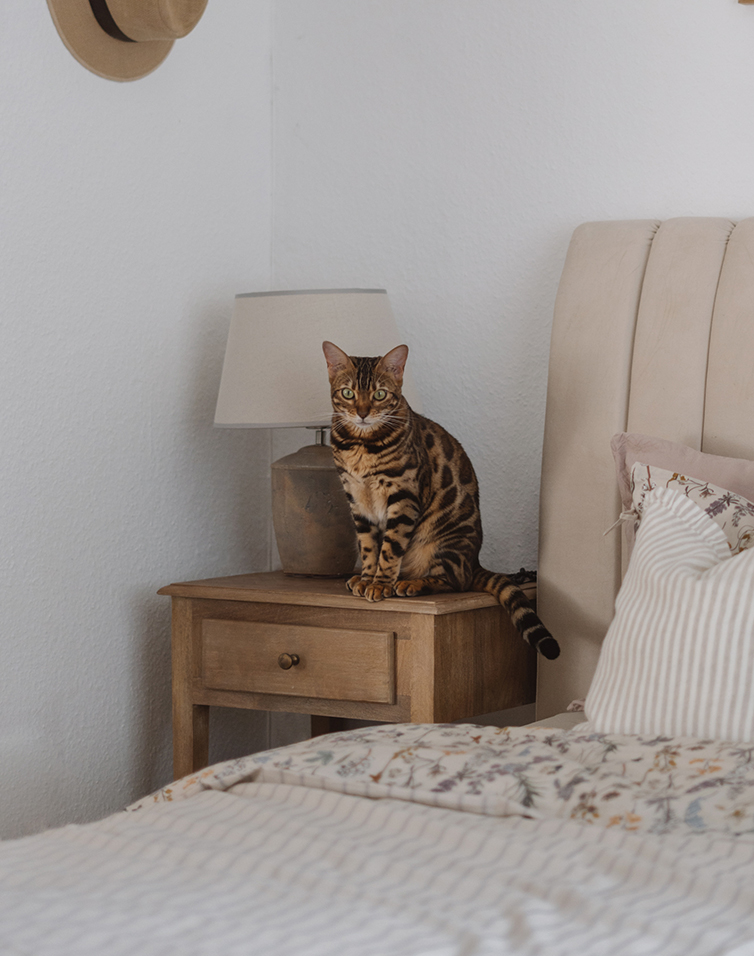 Bruine Bengaalse kat zit op een houten nachtkastje naast een lamp in een lichte slaapkamer