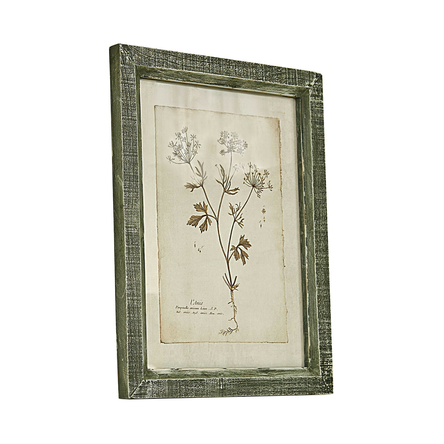 Botanische afbeelding met groene houten lijst en planttekening op beige achtergrond voor wanddecoratie