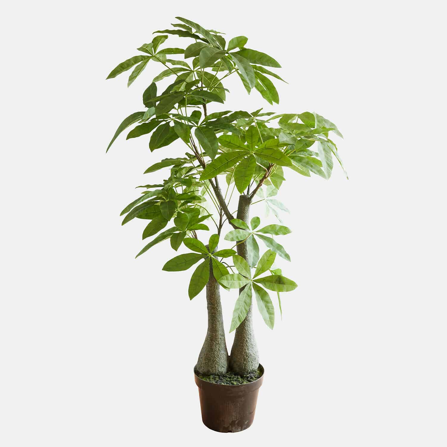 Pachira plant in bruine pot met groene bladeren, kamerplant voor interieurdecoratie