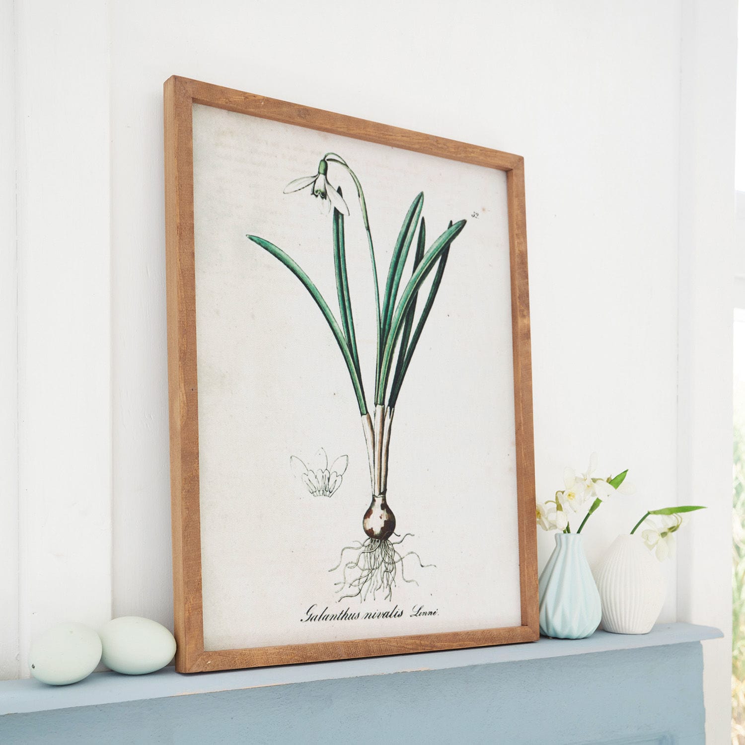 Afbeelding Willmare Botanische prent van sneeuwklokje in houten lijst op blauwe decoratieve plank geplaatst