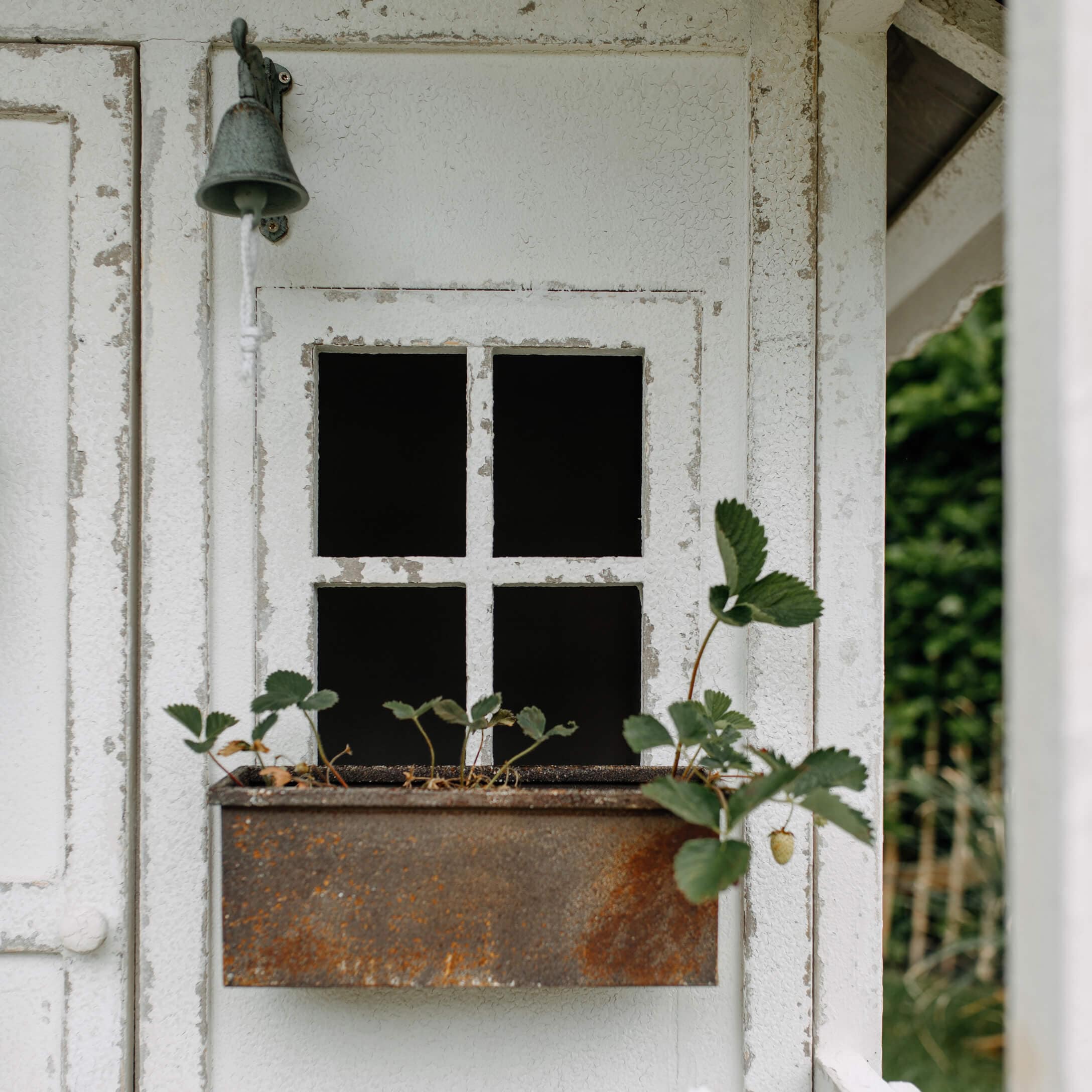 Roestige metalen plantenbak met groene planten aan een wit verweerd houten raam
